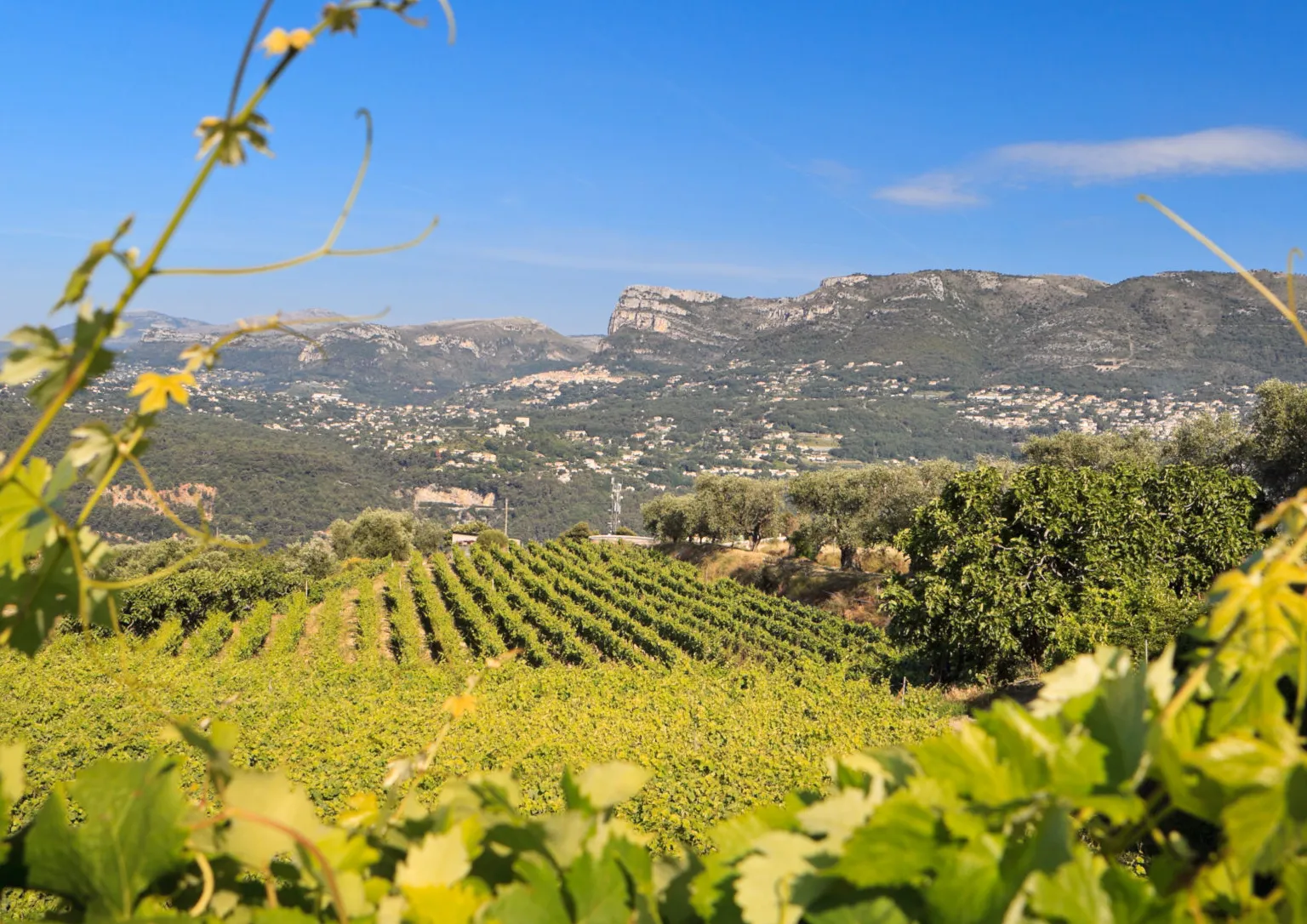 Provencal Market Wine